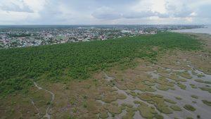 Mangrove green belt in Guyana (photo by Üwe Best)
