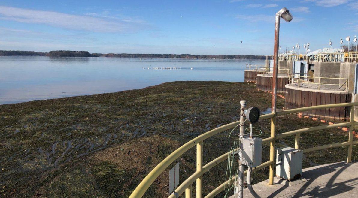 Accumulation of eelgrass in front of power plant