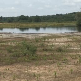 Lagegrondwaterstanden droogte natte heide Dwingelderveld zomer 2019