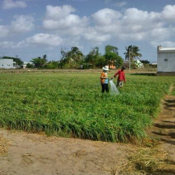 Mekong Delta watering crops