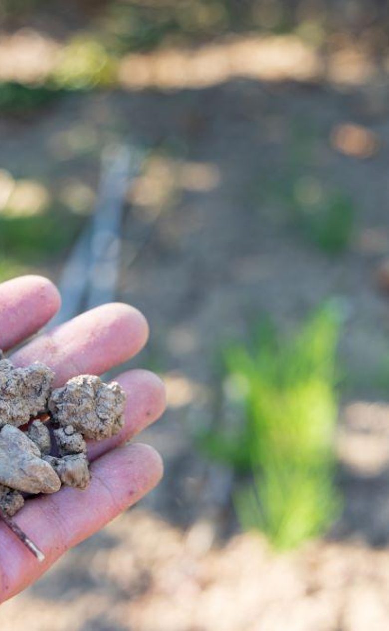 Adobe Stock 528539247 Handful of dried out clay soil with a sunny background in the Betuwe The Nethelands kl