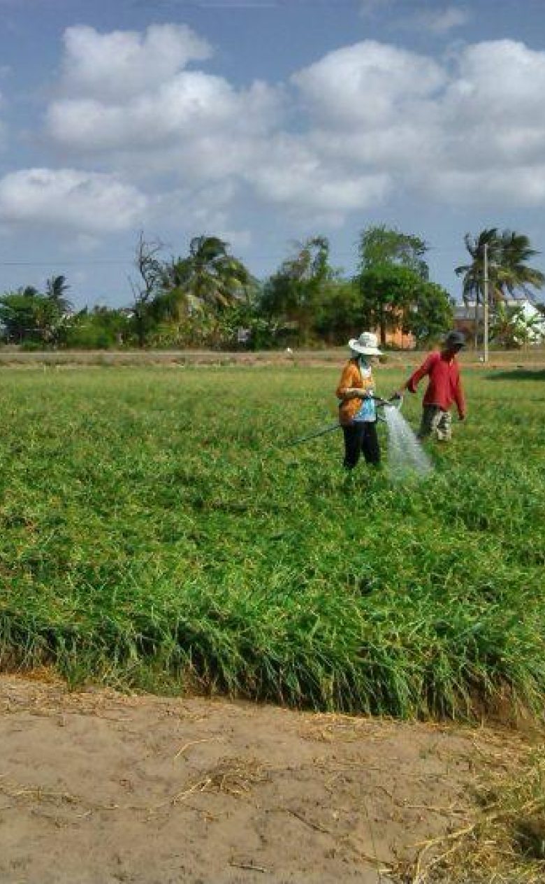 Mekong Delta watering crops