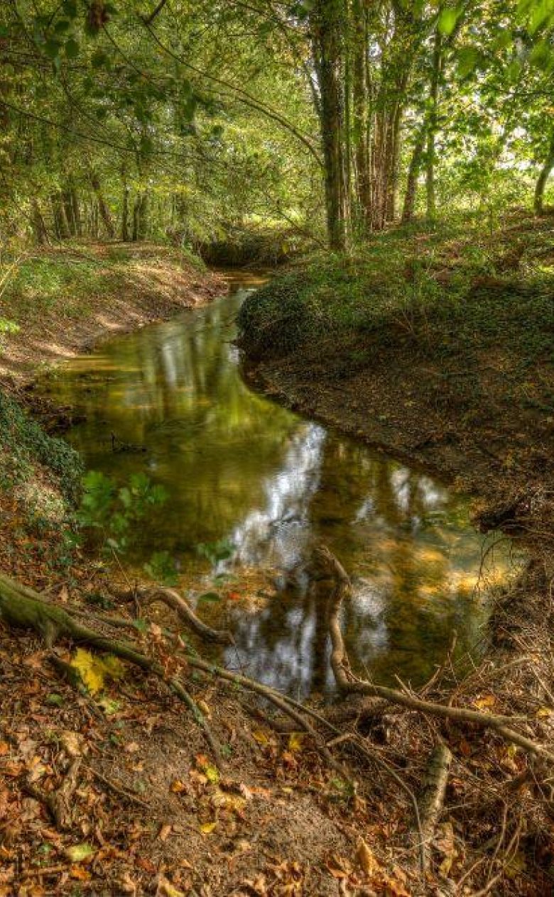 Protected Brook near Winterswijk in the Netherlands in the fall Adobe Stock 74497681 KL