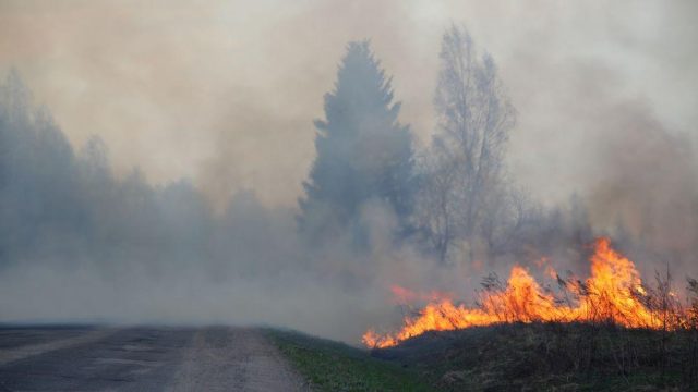 fires next to the road