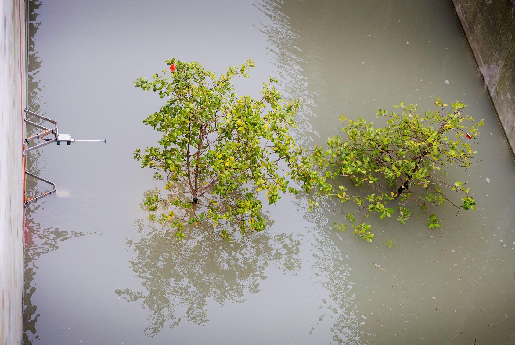 mangrovebomen in de Deltagoot