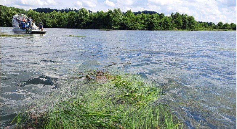 Eelgrass on the Tennessee river