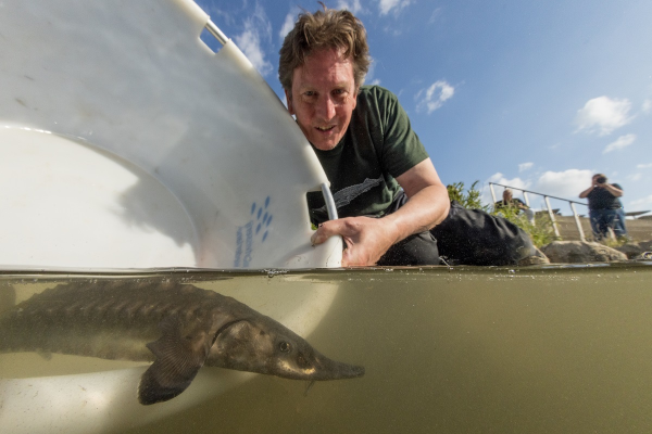 Niels Brevé, Sportvisserij Nederland and Wageningen University releases a young sturgeon