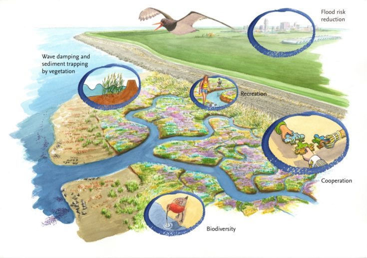 Figure 1 Salt marshes in front of a dike contribute to flood risk reduction, biodiversity and recreation. Under ideal circumstances the salt marsh can adapt to changing sea levels.